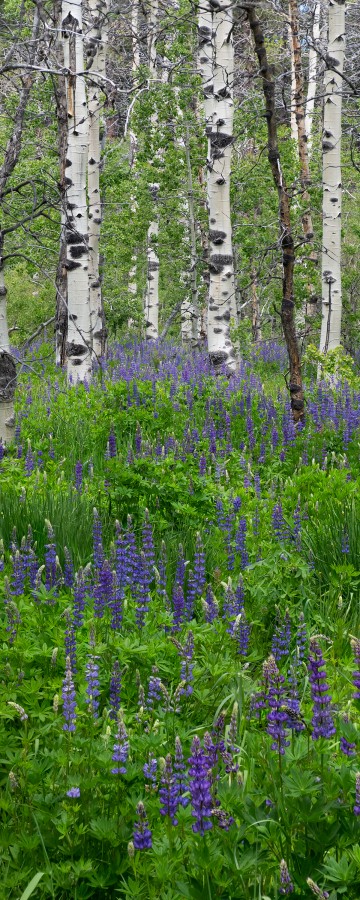 Colors of spring, Taylor Creek